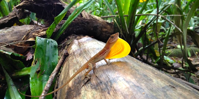 17 Tage Costa Rica: Naturreise