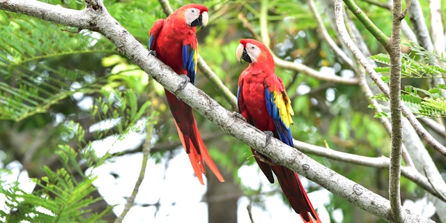 Costa Rica: Perle am Pazifik