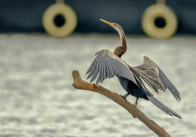 Kumarakom-4