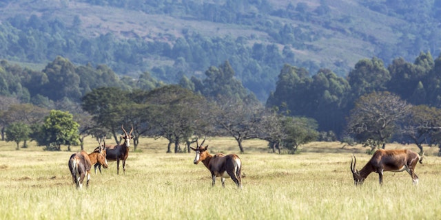 L'Afrique du Sud en famille