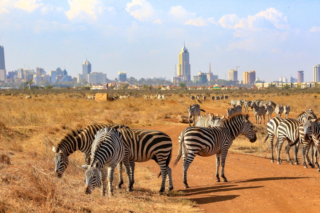 Big Five Safari in Kenia