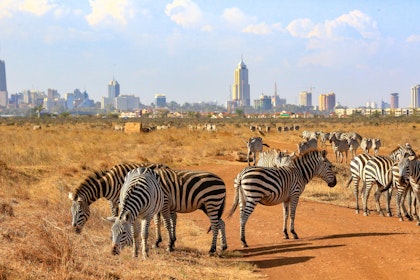 Big Five Safari in Kenia - Image 4
