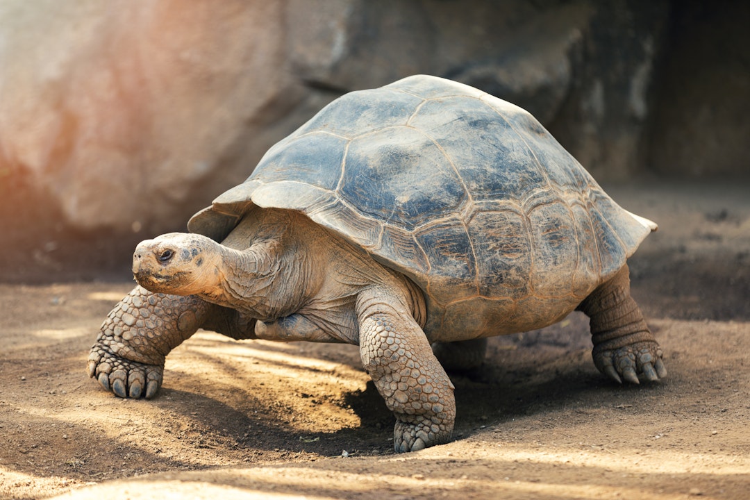 1 Woche Urlaub: Galapagos Kreuzfahrt