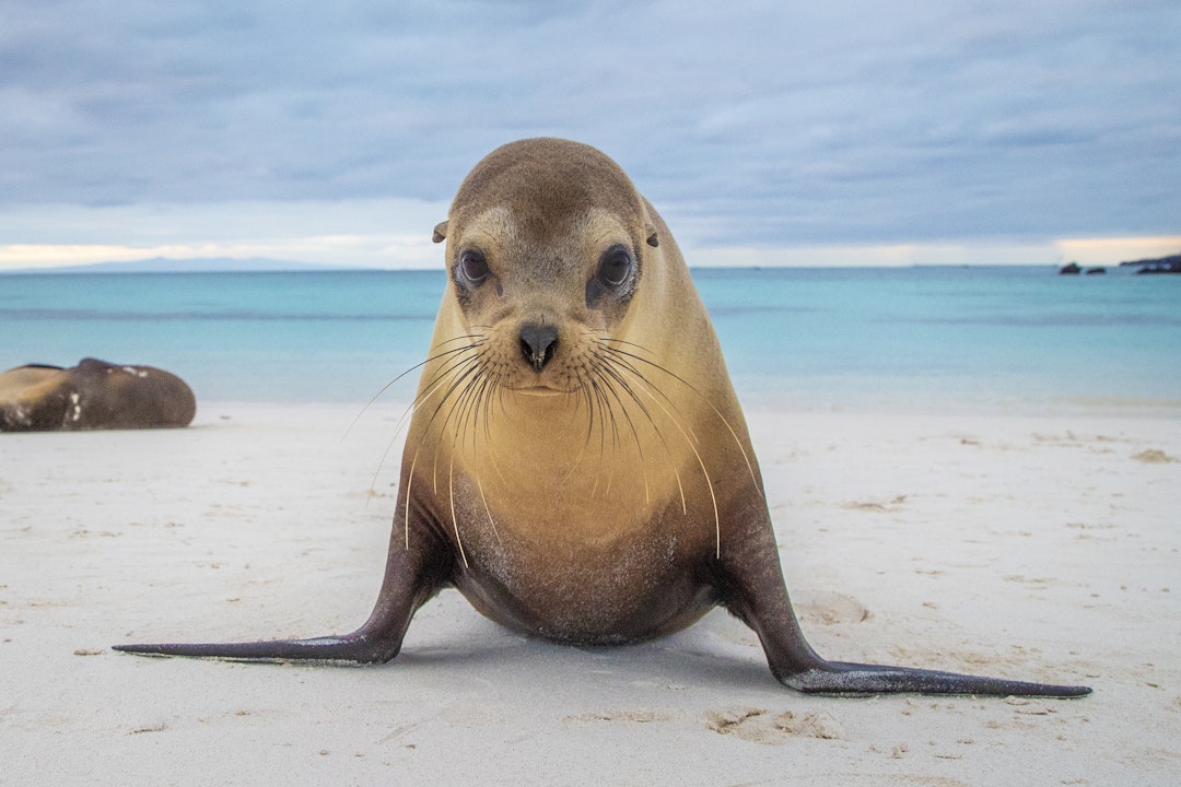 Séjour dans les îles Galapagos