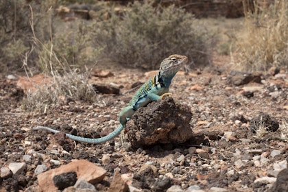 USA Roadtrip von West nach Ost - Image 4