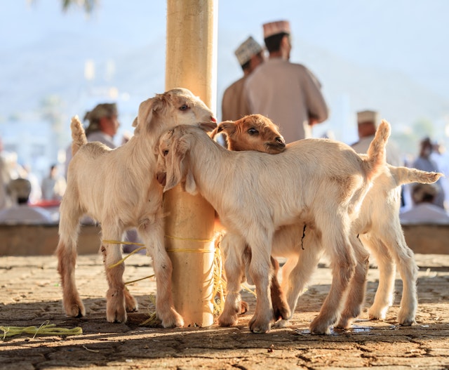 Nizwa-0