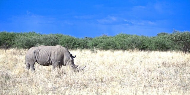 Okonjati Game Reserve-5