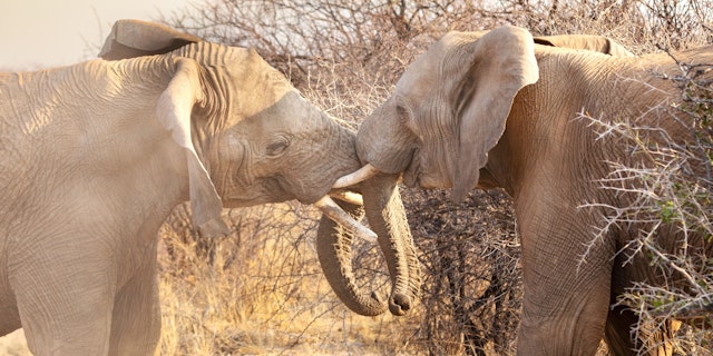 Okonjati Game Reserve-1
