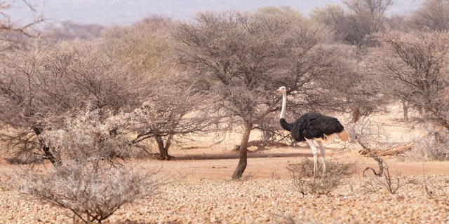 Okonjati Game Reserve-2