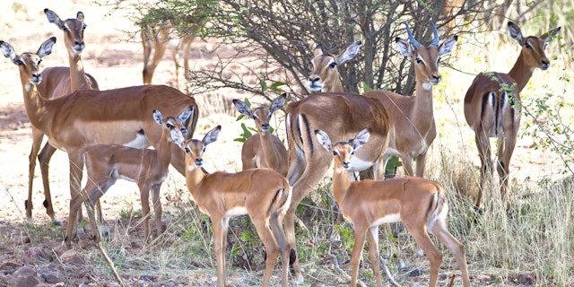 Okonjati Game Reserve-4