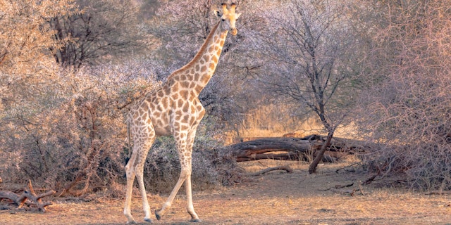 Okonjati Game Reserve-0