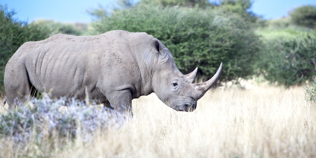 Okonjati Game Reserve-3