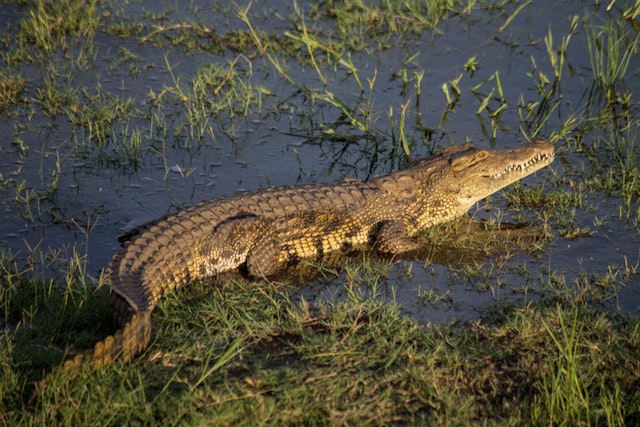 Okavango Panhandle-1