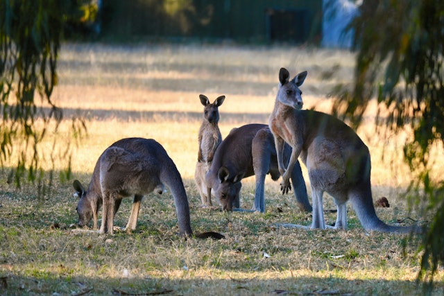 Halls Gap-1