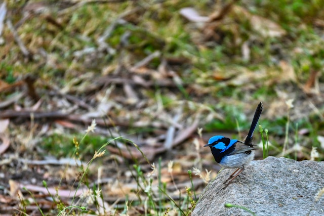 Halls Gap-3