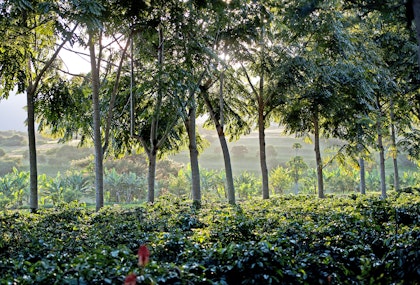 Serengeti Urlaub Abenteuer - Image 2