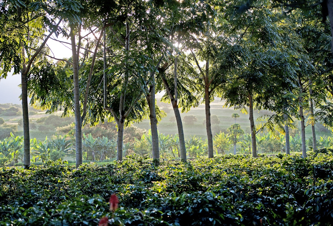 Serengeti Urlaub Abenteuer