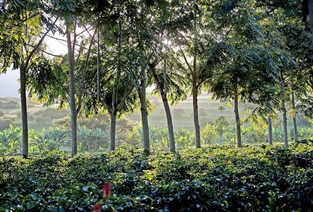 Serengeti Urlaub Abenteuer