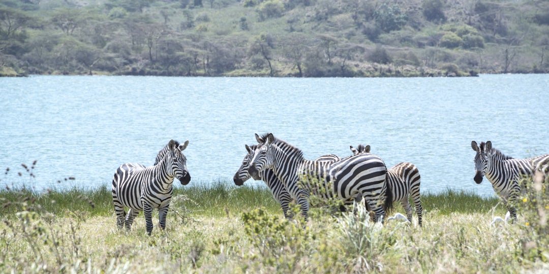 Tansania Familienreise mit Safari - 1 Woche