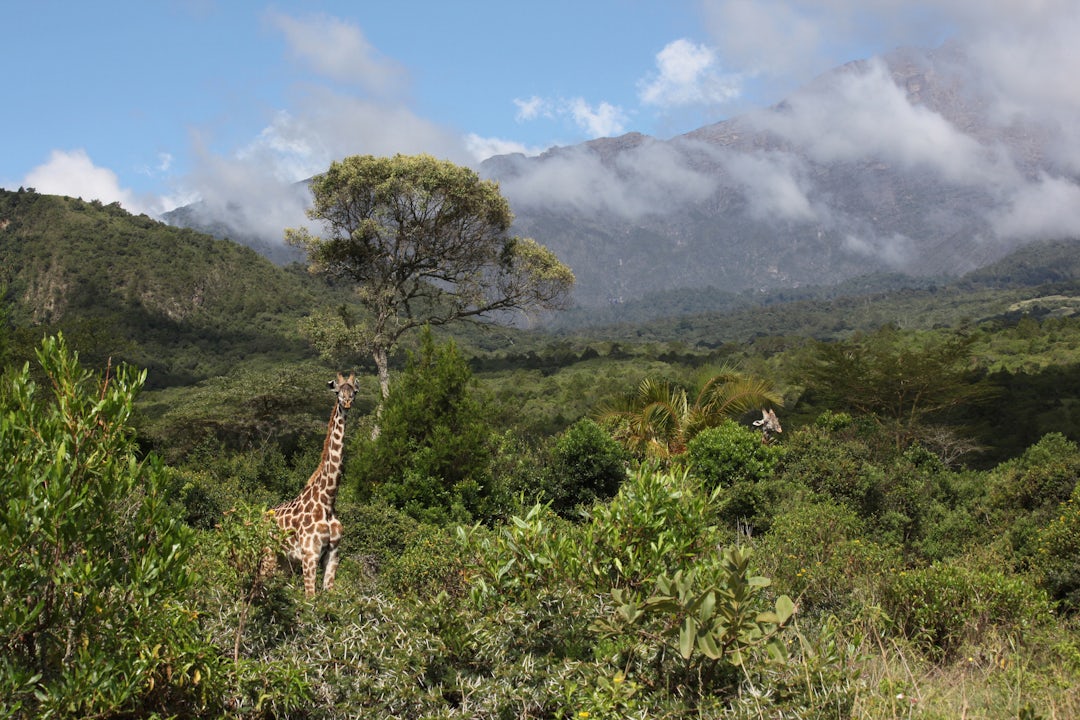 Serengeti Urlaub Abenteuer