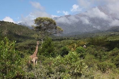 Serengeti Urlaub Abenteuer - Image 1
