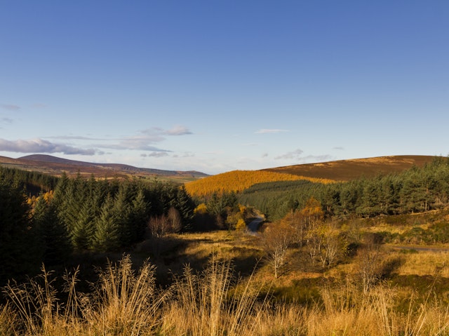 Rothes-1
