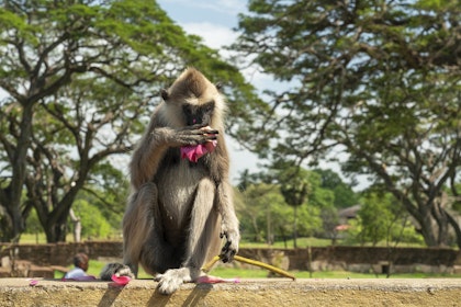 Sri Lanka Ostküste: Urlaub abseits der Massen - Image 3