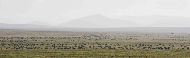 Ndutu Kati Kati Tented Camp