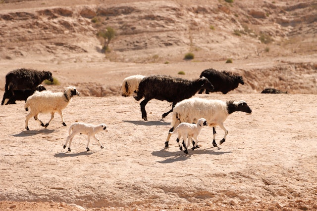Al Hajar Mountains-4