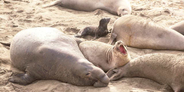 San Simeon-8