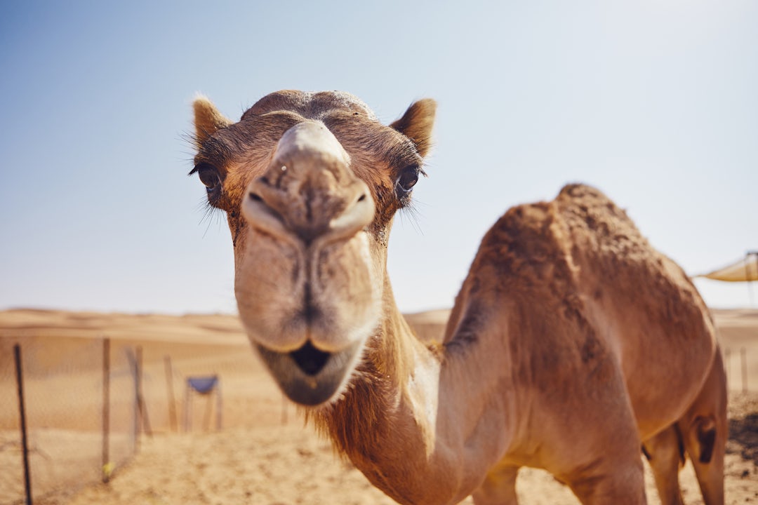 Oman Rundreise: 1 Woche Kultur