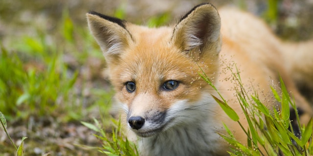 Jacques-Cartier National Park-2