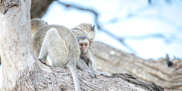 Kasane Forest Reserve-3