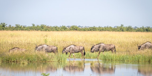 Kasane Forest Reserve-5