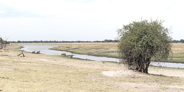 Kasane Forest Reserve-2