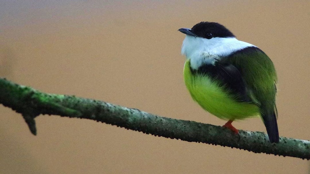 Costa Rica Rundreise: 10 Tage als Selbstfahrer