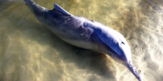 Rainbow Beach-3