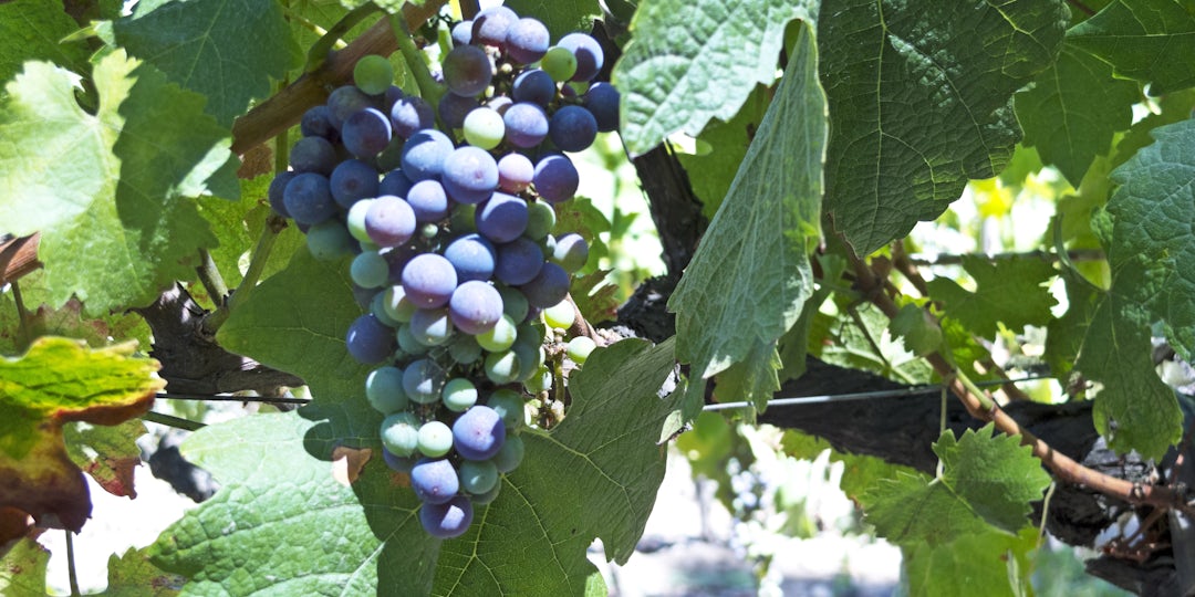Sur la route des vins au Chili