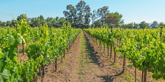 Maipo River Valley-3