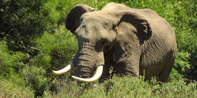 Botlierskop Private Game Reserve-1