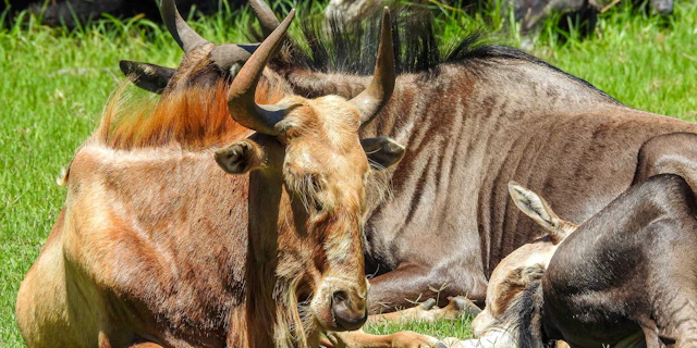 Botlierskop Private Game Reserve-3