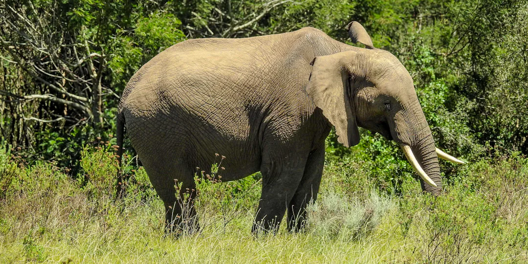 Südafrika Rundreise 2 Wochen: Familienabenteuer von Kapstadt bis Safari