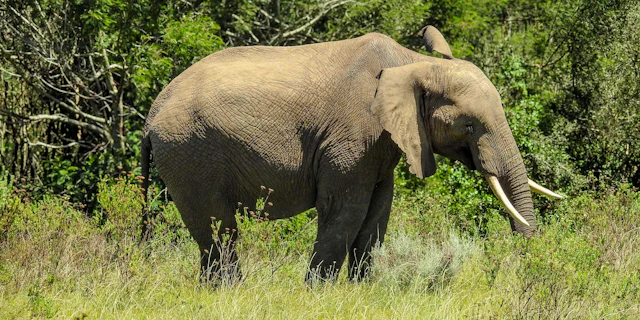 Botlierskop Private Game Reserve-4