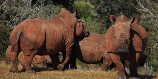 Botlierskop Private Game Reserve-2