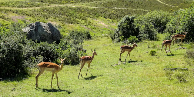 Botlierskop Private Game Reserve-5