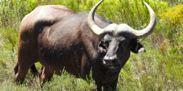 Botlierskop Private Game Reserve-2