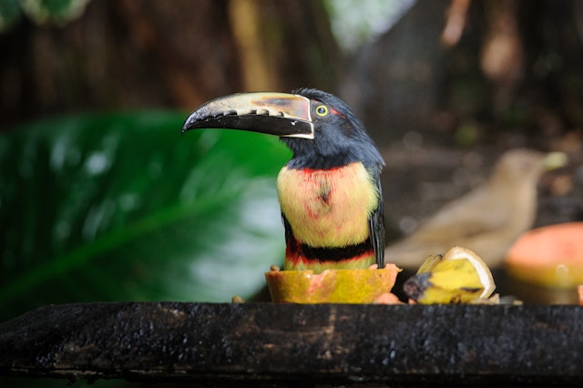 Puerto Viejo de Sarapiqui-2