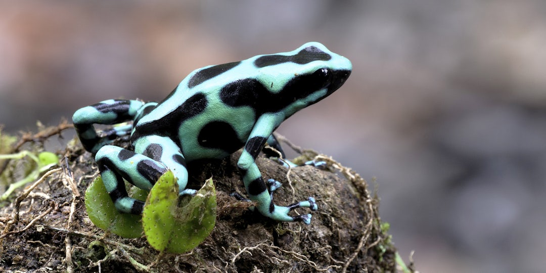 Aventure authentique au Costa Rica