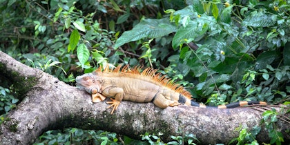 Costa Rica Rundreise 10 Tage: Natur pur erleben - Image 4