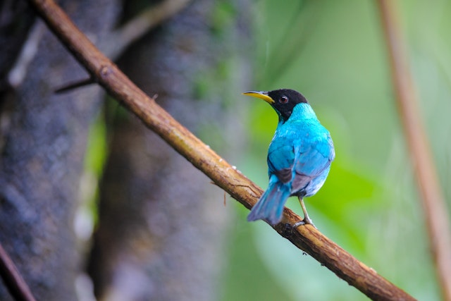Autotour au Costa Rica